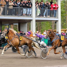 Jo viime vuoden Nordic King oli vauhtijuhla vailla vertaa. Neljä hevosta paineli alle 1.20:n: Costello (2), Välähdys (1), Månprinsen A.M. ja Lome Brage. Kuvat: Anu Leppänen.