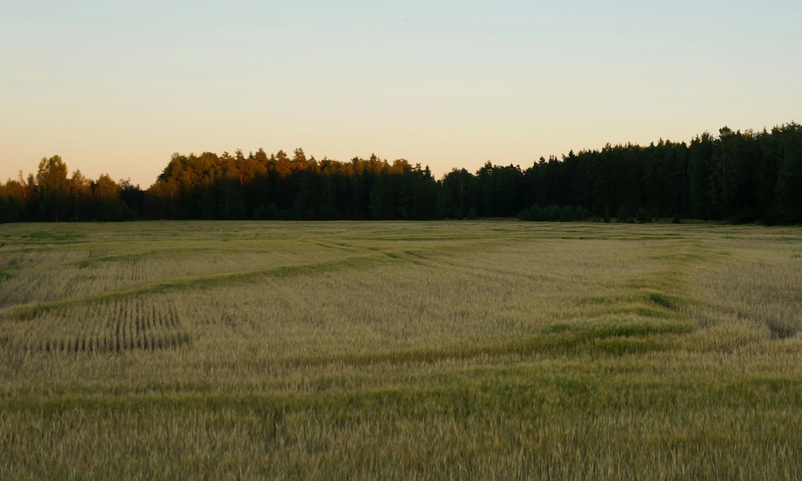 Tiiviillä maalajilla ojituksen vaikutus tahtoo jäädä vajaaksi, kuten kuvamme (ei koekentältä) näyttää. Tilanne on monin paikoin ongelmallinen. Tähänkin tulemme etsimään ratkaisuja.