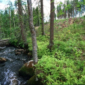 Suomi menestyi mainiosti ympäristön tilaa ja ihmisten terveyden edistämistä mittaavassa vertailussa.
