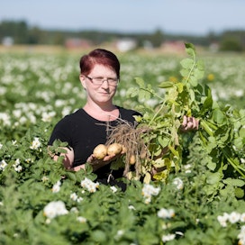 Hanna Hokkasen pelloilla kokeillaan tänä vuonna porkkanan ja perunan viljelyä.