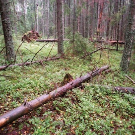 Luonto-Liiton mielestä suojellun metsän tilastoinnissa liioitellaan.