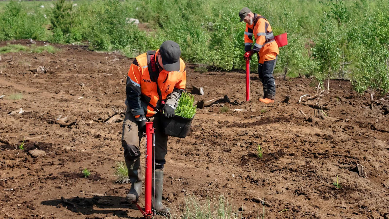 Metsitystuella pyritään lisäämään metsäpinta-alaa ja vahvistamaan hiilinieluja. Yksityiset maanomistajat voivat käyttää tukea joutoalueiden, kuten entisten turvetuotantoalueiden metsittämiseen.