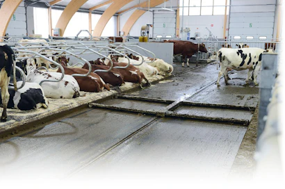 Manure Masterissa on kaksoisraappa. Matala muotoilu ja älykäs ohjaus takaavat eläinystävällisyyden.