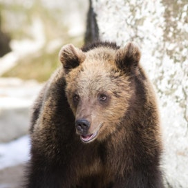 Ähtärin eläinpuistossa pääsee toukokuussa liukumaan karhutarhan yli vaijerin varassa.