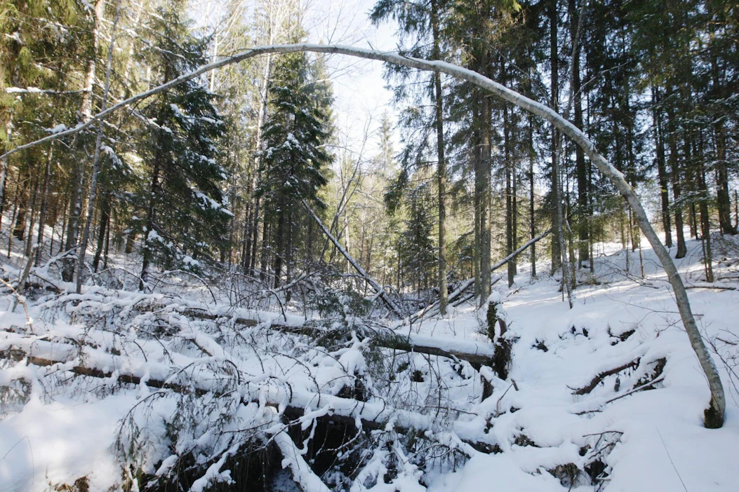 Metsäteollisuudella ja MTK:lla on yhteinen näkemys siitä, että metsien monimuotoisuuden turvaamiseksi Metso-ohjelman rahoitusta pitää vahvistaa.