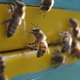 Mehiläisiä tuovien on syytä olla tarkkana, jotta kotimaahan ei tuoda uusia tuholaisia.