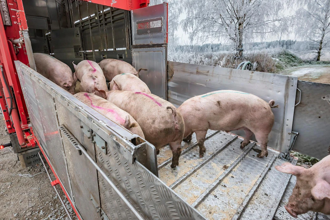 Monelta tilalta saattaa tulevana talvena lähteä viimeinen teuraskuorma, koska kustannukset syövät yrittäjän koko palkan. Kuvituskuva.