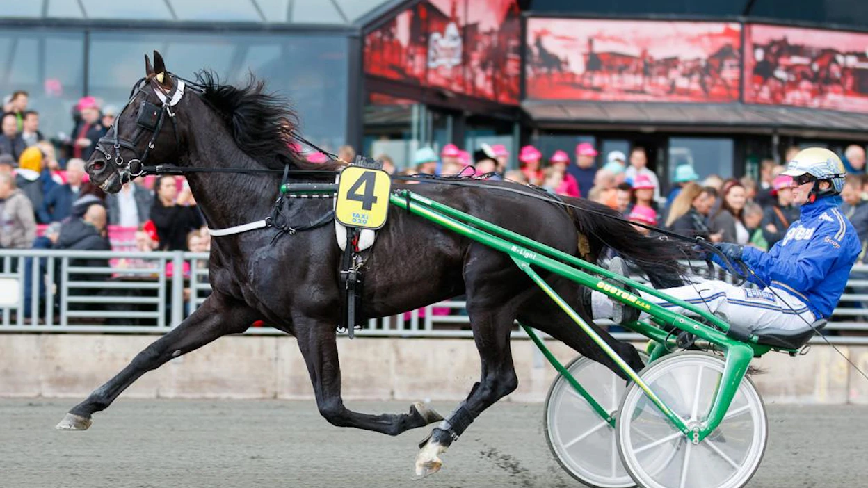 Chief Orlando viimeistelee tänään virettään Elitloppetia varten Mantorpin 75:ssä. Viime vuonna Björn Goop ohjasti Chief Orlandon Sweden Cupin kakkoseksi. Nyt oritta ohjastaa Rikard N Skoglund. Myös valmentaja on vaihtunut Tapio Mäki-Tulokkaasta Pia Huusariin.