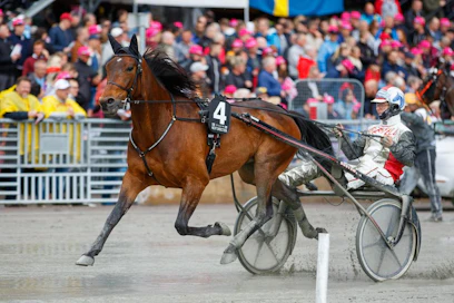 Next Directionista on lupa odottaa seuraavaa suomalaista Elitloppet-edustajaa.