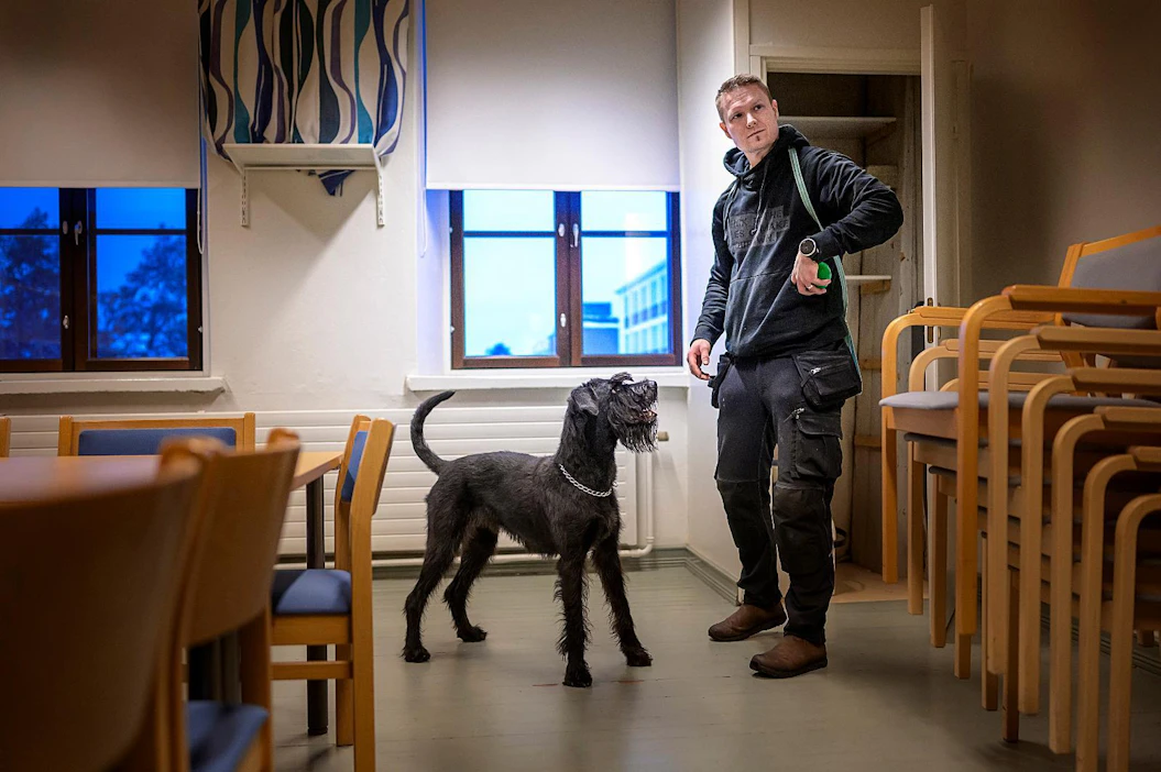 Suurin kysyntä PAH-koiralle on Etelä-Suomessa, kertoo Ville Heikkinen. Fiinu on Suomen ensimmäinen PAH-yhdisteitä etsivä koira.