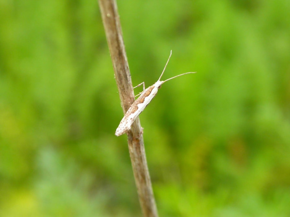 Kaalikoi Jokioisilla 29.5.