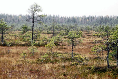 Torronsuon kansallispuisto, suo, maisema.
