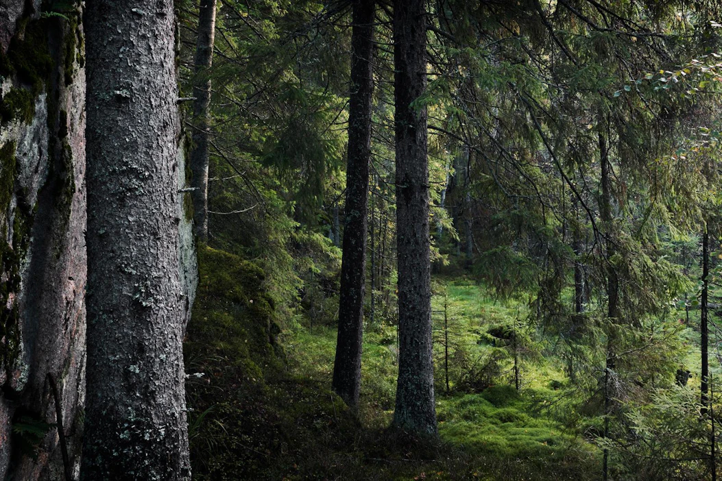 Metsä – hyvää mieltä ja rentoa oloa luonnosta esittelee metsän monipuolisia mahdollisuuksia terveyden ja hyvän mielen ylläpitäjänä.