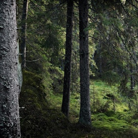 Metsä – hyvää mieltä ja rentoa oloa luonnosta esittelee metsän monipuolisia mahdollisuuksia terveyden ja hyvän mielen ylläpitäjänä.