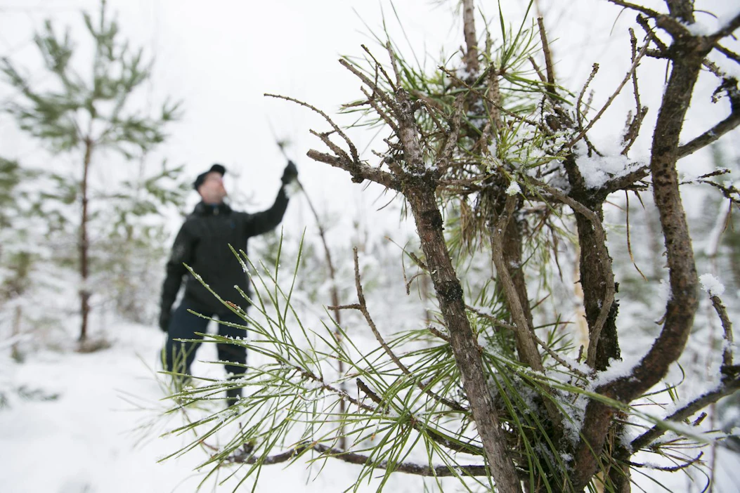 Etukasvuinen lehtipuusto lisää Luonnonvarakeskuksen mukaan mäntytaimikon hirvituhoriskiä.