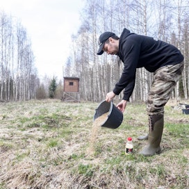 Leo Grönlund teki toukokuussa valmisteluja kyttäyspaikallaan Ikaalisissa kevään kaurispukkijahtia varten. Eläimiä hän yrittää houkutella paikalle levittämällä maahan houkutusaineseosta, jossa on maissisiirappia ja suolaa.