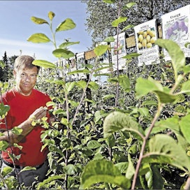 Leif Blomqvistin taimistolta Pedersörestä löytyy 170 hedelmäpuulajiketta. Viennin osuus taimiston myynnistä on puolet. Eniten tavaraa viedään Ruotsiin, Islantiin ja Venäjälle. Esko Keski-Vähälä