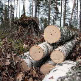 Euroopan komissio vaatii Suomea muuttamaan metsätietoja julkisiksi.