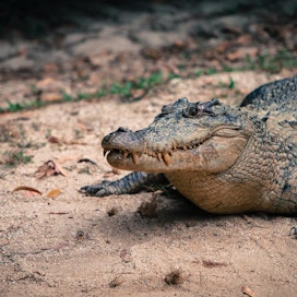 Ranskalainen muotitalo suunnittelee jopa 50 000 krokotiilin tilaa Australian pohjoisosaan. Kuvan matelija ei liity tapaukseen.