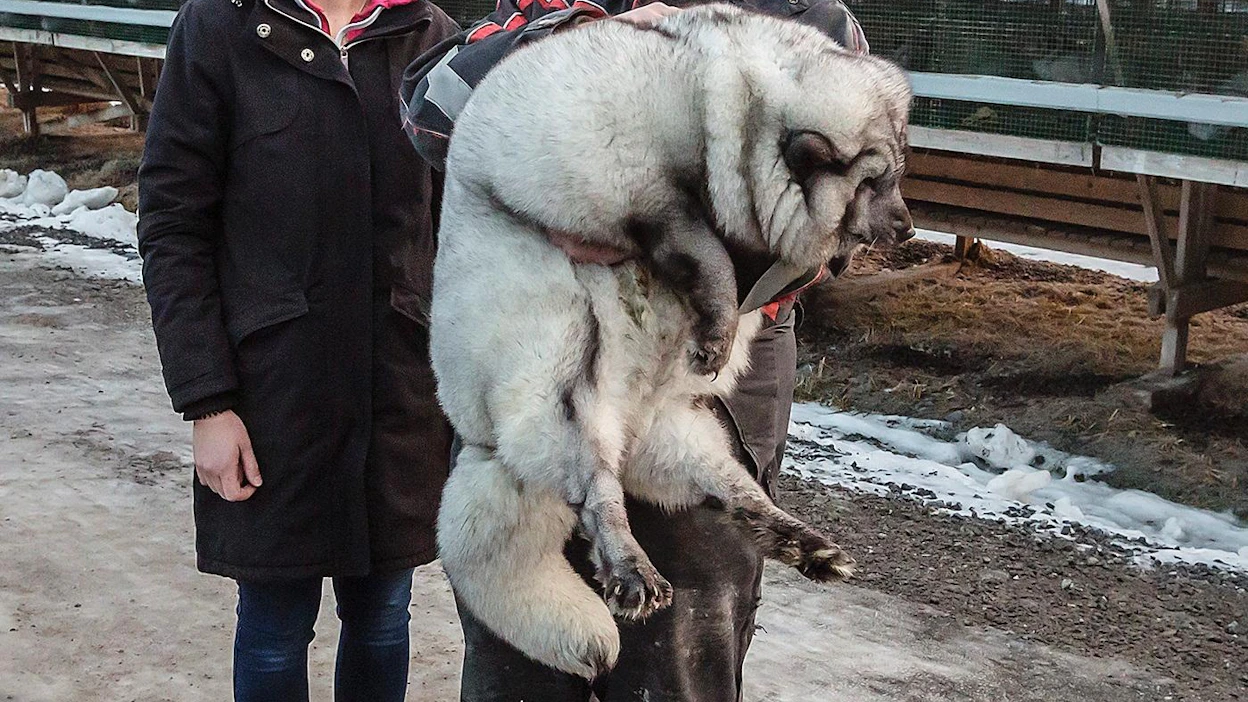 Sinikettujen koko on kasvanut huomattavasti viime vuosina. Kuvan ketulla on ylipainoa. Iso koko on yhteydessä muun muassa huonompaan jalkaterveyteen. Kuva on MT:n arkistosta vuodelta 2016.