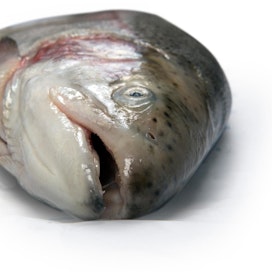 Kalanmaksan käyttökelpoisuuden ja maukkauden ovat tähän mennessä todenneet sekä kuluttajaraateihin osallistuneet maistelijat että ravintola-alan ammattilaiset.