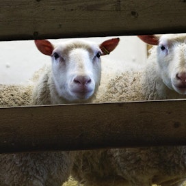Nykyiset suomenlampaamme jatkavat varhaisimpien lammaspopulaatioidemme sukua.