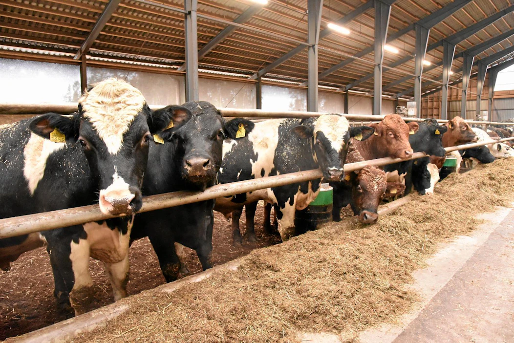 Maitorotuisia vasikoita ei enää ole riittävästi täyttämään kaikkia loppukasvatuspaikkoja.