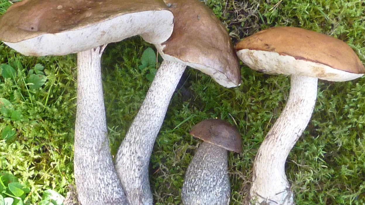 Monien hyljeksimä ja potkiskelema lehmäntatti sisältää rautaisannoksen kolesterolia alentavaa beetaglukaania.