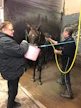 "Pese sinä, niin minä juotan". Naapurit rinta rinnan työn touhussa. Tarja Aalto ämpäri käsissään ja Markku Nieminen pesuhommissa. Raviliiga Ilveksen ravuri Rehab nauttii saamastaan kohtelusta.
