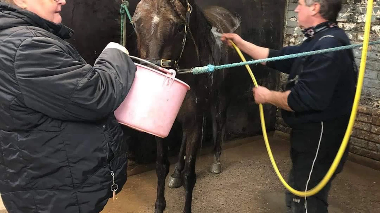 "Pese sinä, niin minä juotan". Naapurit rinta rinnan työn touhussa. Tarja Aalto ämpäri käsissään ja Markku Nieminen pesuhommissa. Raviliiga Ilveksen ravuri Rehab nauttii saamastaan kohtelusta.
