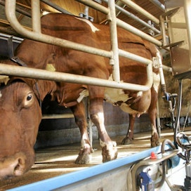 Maitovaltuuskunnan mielestä suomalaisten maitotilojen kilpailukykyä ei saa enää heikentää.