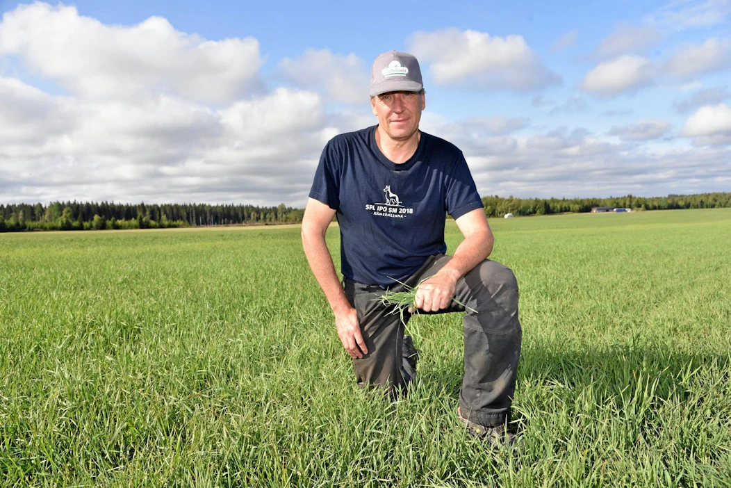 Kuivuus on vaivannut kahtena kesänä Juha Sivon timotei-nurminatakasvustoja. "Ei tätä hevosheinän viljelyä opi kunnolla koskaan", 25 vuotta hevosheinää tuottanut Sivo nauraa.
