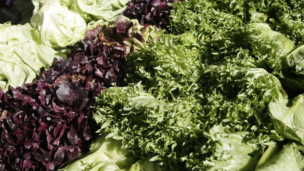 Ensimmäiset erät avomaan salaatteja saadaan kesäkuun aikana.