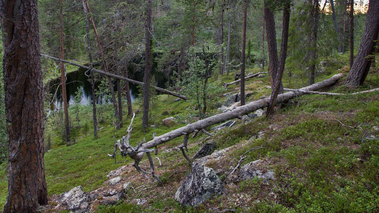 Sallan kansallispuistoksi esitettävällä alueella vanhat metsät, suot ja laajat vaaramaisemat kohtaavat vaikuttavan rotkolaakson.