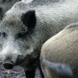 Villisika on saattanut haavoittua metsästyksen yhteydessä, ja poliisin mukaan sikaa on pidettävä ihmiselle vaarallisena. LEHTIKUVA / JUSSI NUKARI