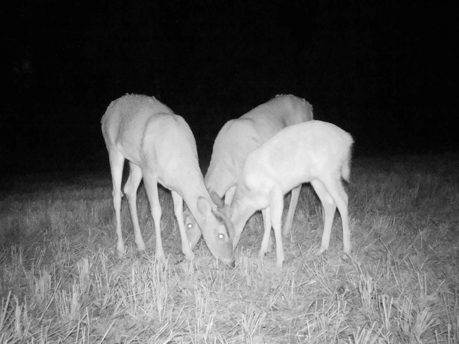 Tulevalle metsästyskaudelle on myönnetty lähes 78 000 valkohäntäpeuran pyyntilupaa. Yhdellä pyyntiluvalla saa kaataa yhden aikuisen tai kaksi vasaa.