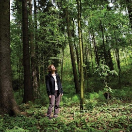 Professori Annikki Mäkelä-Carter testaisi enemmin kotimaisten puulajien eri alkuperiä kuin toisi uusia lajeja Suomeen. VILLE-PETTERI MÄÄTTÄ