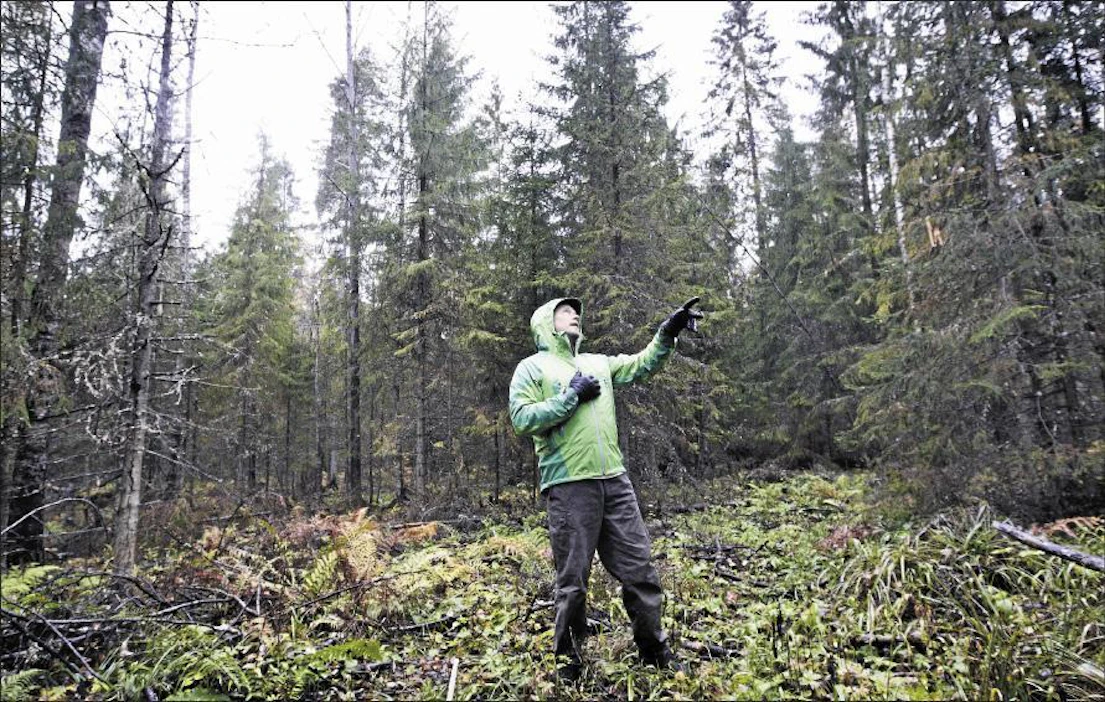 Huonosti valittujen kohteiden ja epäonnistuneiden hakkuiden jäljiltä nähdään väistämättä huonokuntoisia eri-ikäisrakenteisia metsiköitä. Metsäntutkimuslaitoksen tutkija Sauli Valkonen rohkaisee kuitenkin kokeilemaan jatkuvaa kasvatusta. Kari Salonen