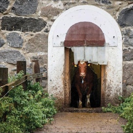 Ovi on aina auki. Grotenfeltin tilan lehmät ulkoilevat ympäri vuoden. Kesällä maidontuotanto kasvaa. Pentti Vänskä