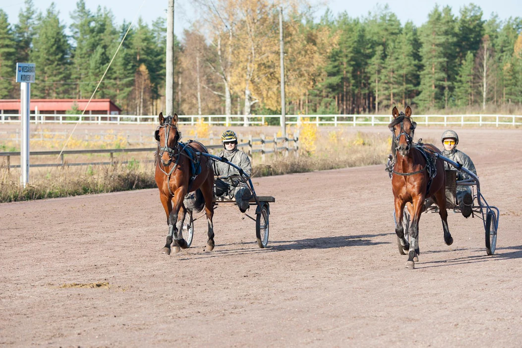 Ulkomailla syntynyt ravurivarsa voidaan vielä huhtikuun aikana ilmoittaa myös ulkomailla tunnistetuksi, ja hevonen saa säilyttää täyden kilpailuoikeuden Suomessa syntyneenä. Kasvattaja saa silti 2000 euron sakon.