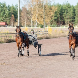 Ulkomailla syntynyt ravurivarsa voidaan vielä huhtikuun aikana ilmoittaa myös ulkomailla tunnistetuksi, ja hevonen saa säilyttää täyden kilpailuoikeuden Suomessa syntyneenä. Kasvattaja saa silti 2000 euron sakon.