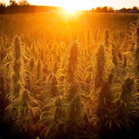 Pohjolan puhtaan luonnon brändiä voisi hyödyntää hampun markkinoinnissa.