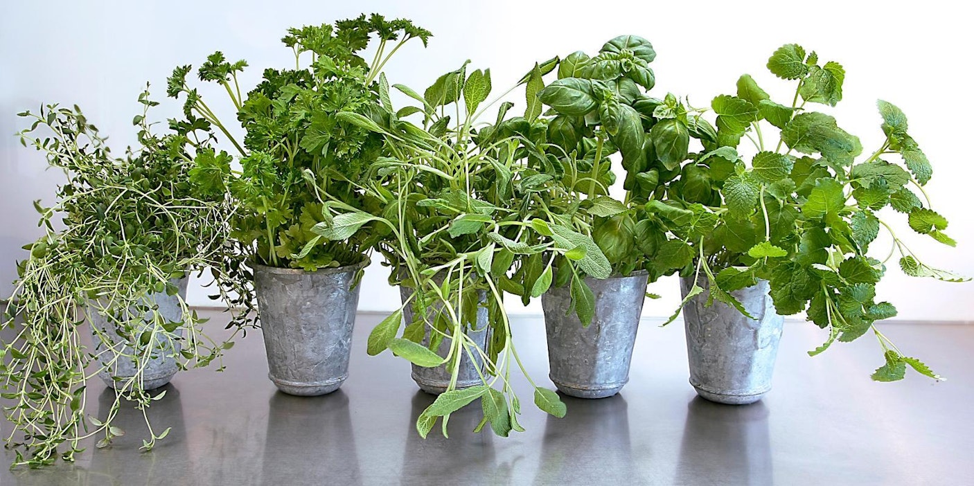 Yrttitarhat voivat lisääntyä kaupungeissa