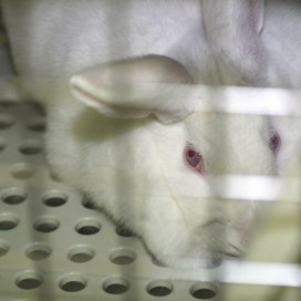 Suomalaiset yliopistot ovat hankkineet kaniineja ruotsalaiselta kanikasvattamolta, jonka olosuhteet ovat huonot, kertovat eläinoikeusjärjestöt. Kuvan kani ei liity tapaukseen.