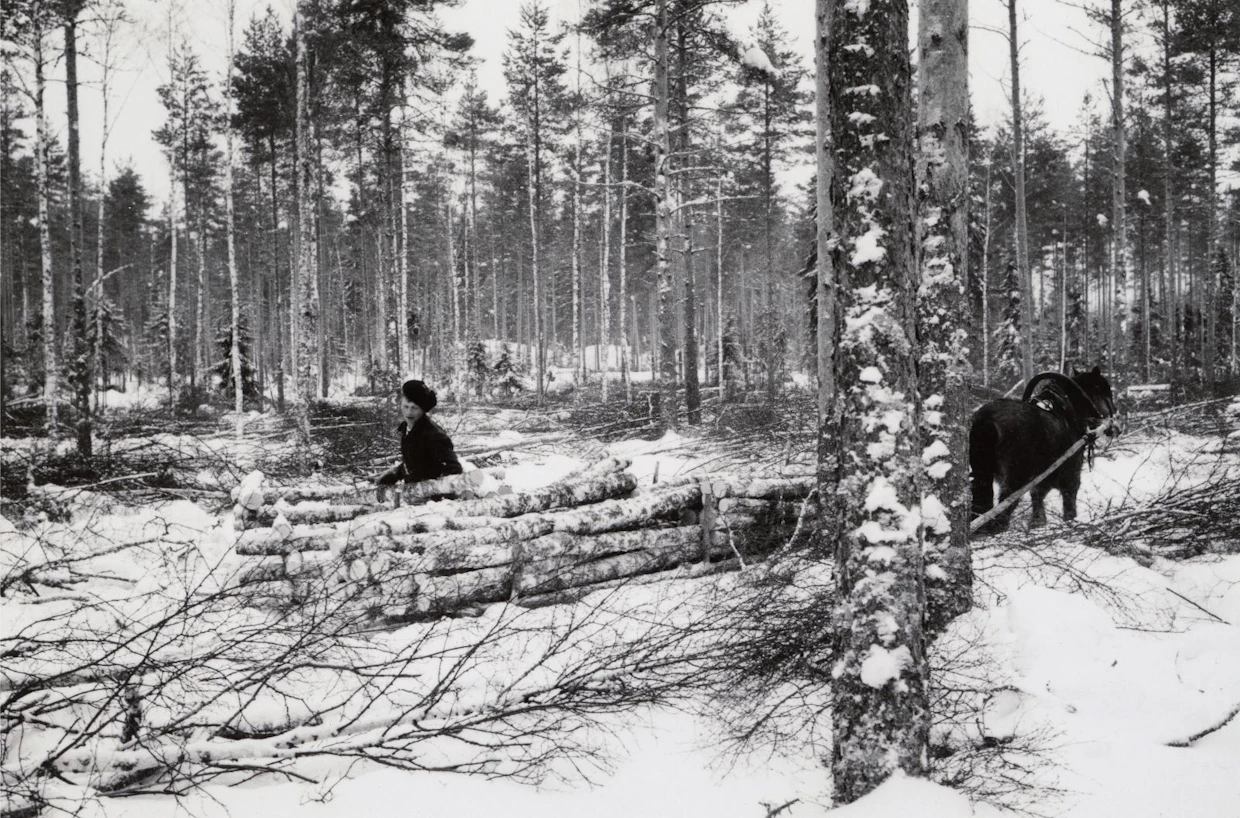 Talvinen metsätyö oli raskasta aikamiehillekin, saati keskenkasvuisille. Nuori metsämies kuormaa puutavaraa hevosrekeen metsässä savottapaikalla.