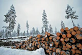 Savukoskella on paljon valtion metsätalous- ja suojelualueita. Kunta toivoo että yhteisöveron metsäerä jaettaisiin kunnille nykyistä yksinkertaisemmin ja oikeudenmukaisemmin.