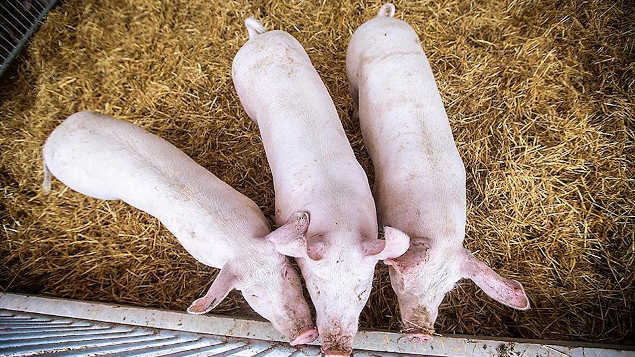 Afrikkalaista sikaruttoa ei ole todettu Suomessa.