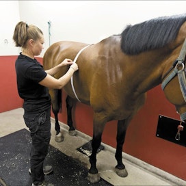 Eläinlääkäri Tanja Pehkonen mittaa Tampereen hevosklinikalla mittanauhan avulla, onko hevosella ylipainoa. Kuvan hevonen on normaalipainoinen. Rami Marjamäki