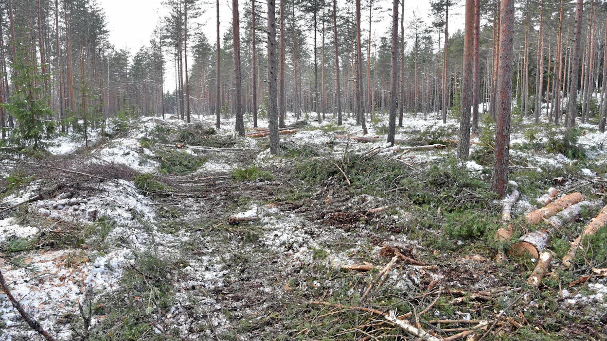 Maankäytön ja metsätalouden hiilinielu kasvoi 27 prosenttia vuonna 2020, koska hakkuut vähenivät.