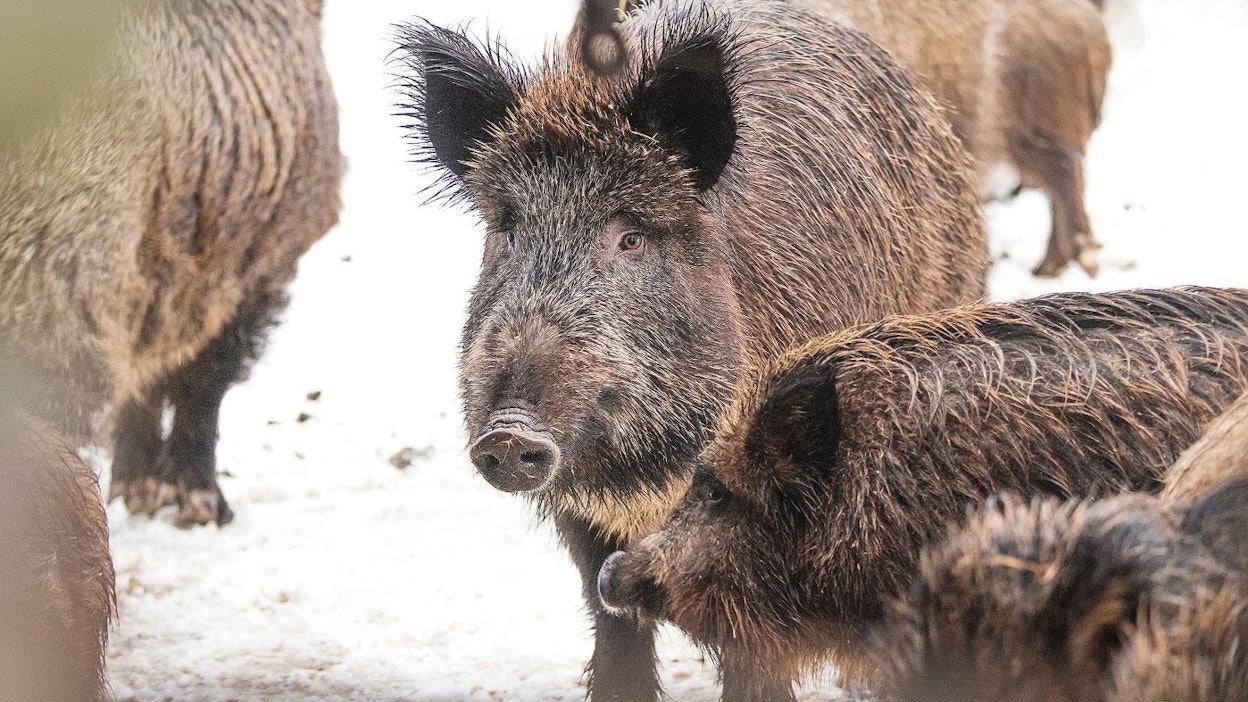 Kuvan villisiat eivät liity tapaukseen.